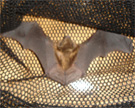 Bat captured safely in net