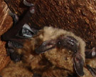 Read more about our bat removal services. Bats
