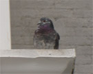 Read more about our bird control services. Birds