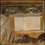 Nuisance raccoon in attic, breeding, and creating more nuisance raccoons.