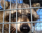 Read more about our raccoon removal services. Raccoonss