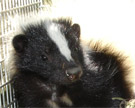 Read more about our skunk removal services. Sknuks