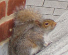 Read more about our squirrel removal services. Squirrels